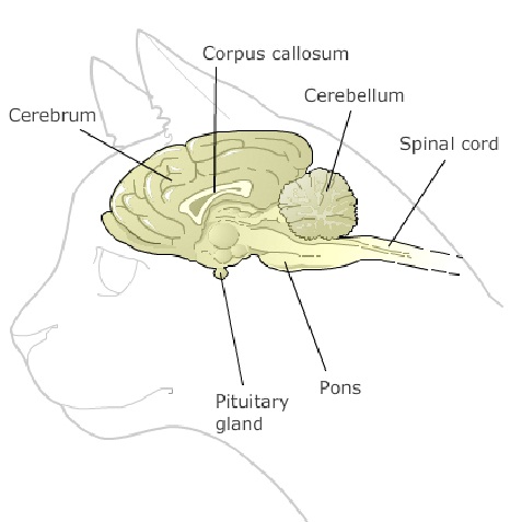 Kedide Epilepsi