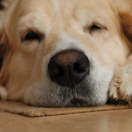 Köpekte Uyuz Nasıl Bulaşır?