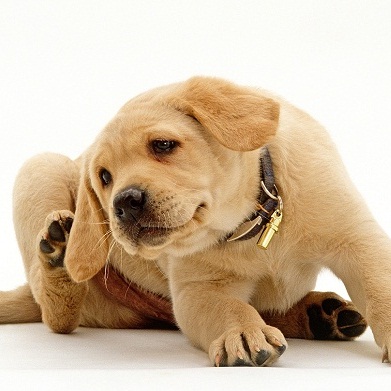 Köpekte Uyuz Belirtileri Nelerdir?