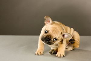 bulldog-puppy-scratching