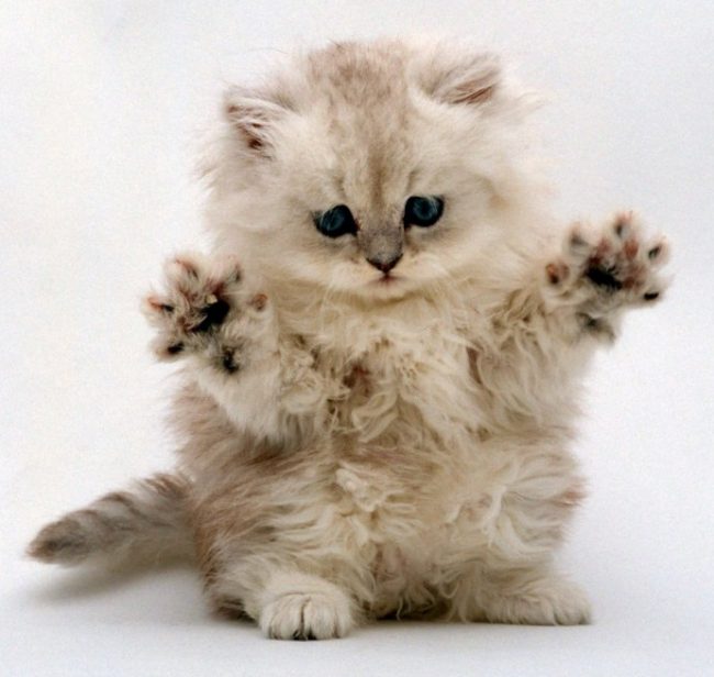 cute_kitten