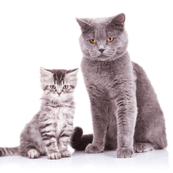 kitten-and-adult-cat