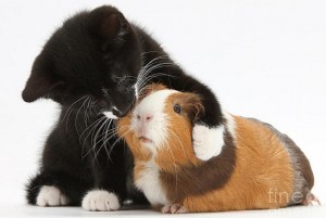 tuxedo-kitten-hugging-guinea-pig-mark-taylor