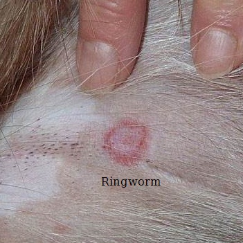 ringworm dog