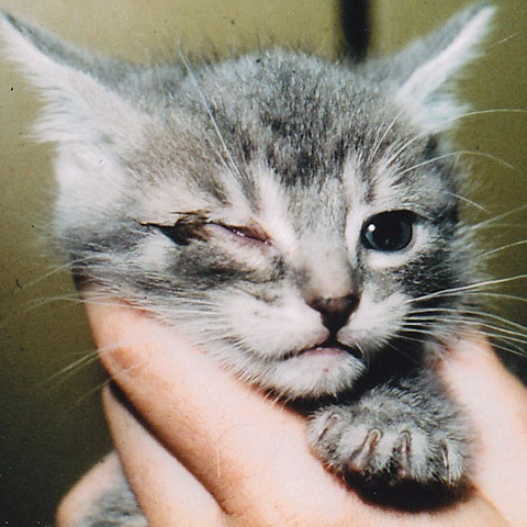 yavru kedilerde goz kapanmasi vetlove besiktas veteriner klinigi