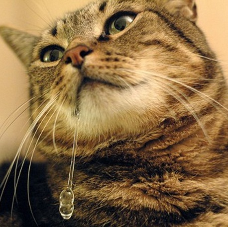 kedide ağızda salya