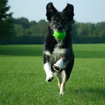 köpek egzersiz vetlove