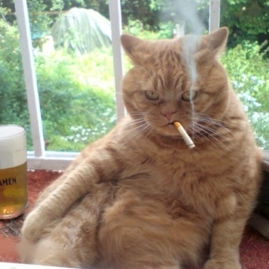 kedi sigara içen vetlove