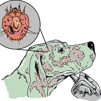 köpek sarcoptes