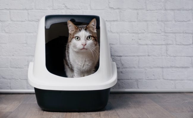 kedi-bakimi kedi bakımı