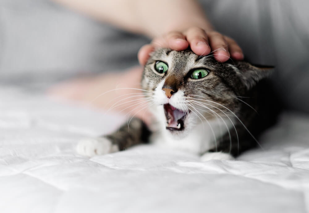 Kedilerin Aniden Saldirmasinin 10 Nedeni Vetlove Besiktas Veteriner Klinigi