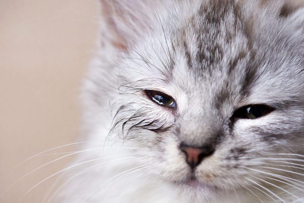 yavru kedilerde goz iltihabi vetlove besiktas veteriner klinigi