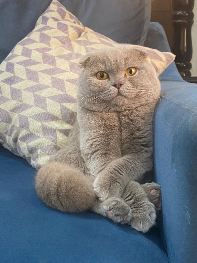 is-it-normal-for-my-scottish-fold-sit-like-this-v0-e0ki3t6771da1