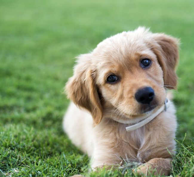 Puppy Golden Retriever looking at camera
