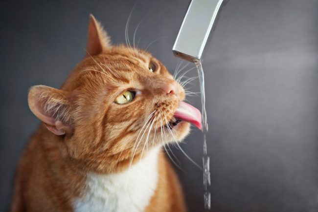 __opt__aboutcom__coeus__resources__content_migration__mnn__images__2017__02__cat-drinking-faucet-3f81cb6d1fbe4c7cb5884c1ca53bc2dd