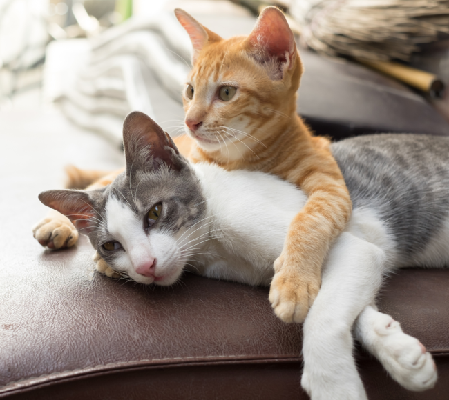 twocats